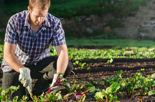 Technician trimming a formal hedge in an urban garden