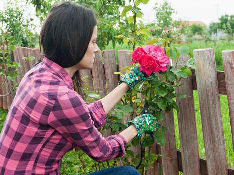 Contact our garden maintenance team in Gunnersbury today