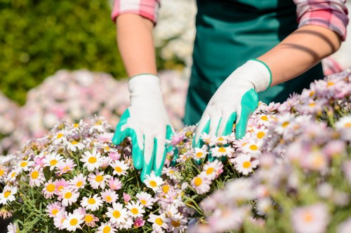 Healthy green lawn maintained by experts